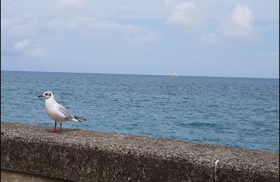 De retour de Granville !