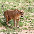 Tanzanie - Parc National du Tarangir - Rencontre avec la lionne.