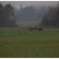 Courir au bois et croiser les grues ....