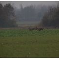 Courir au bois et croiser les grues ....