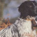 Un chasseur sachant chasser sans son chien est un bon chasseur