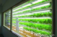 Use of LED lighting for vegetable cultivation