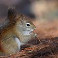 Red Squirrel