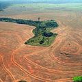 Precious Woods exploite la forêt durablement