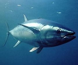 Fermeture de la saison de pêche du thon rouge
