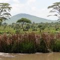 Tanzanie - Parc National du Serengeti - partie 4.