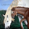 câlin camarguais/ foal and mare Camargue
