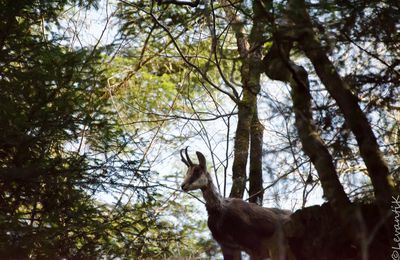 Chamois en or