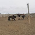 et une photo de dressage de chevaux