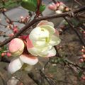 Chaenomeles speciosa 'Alba Grandiflora'