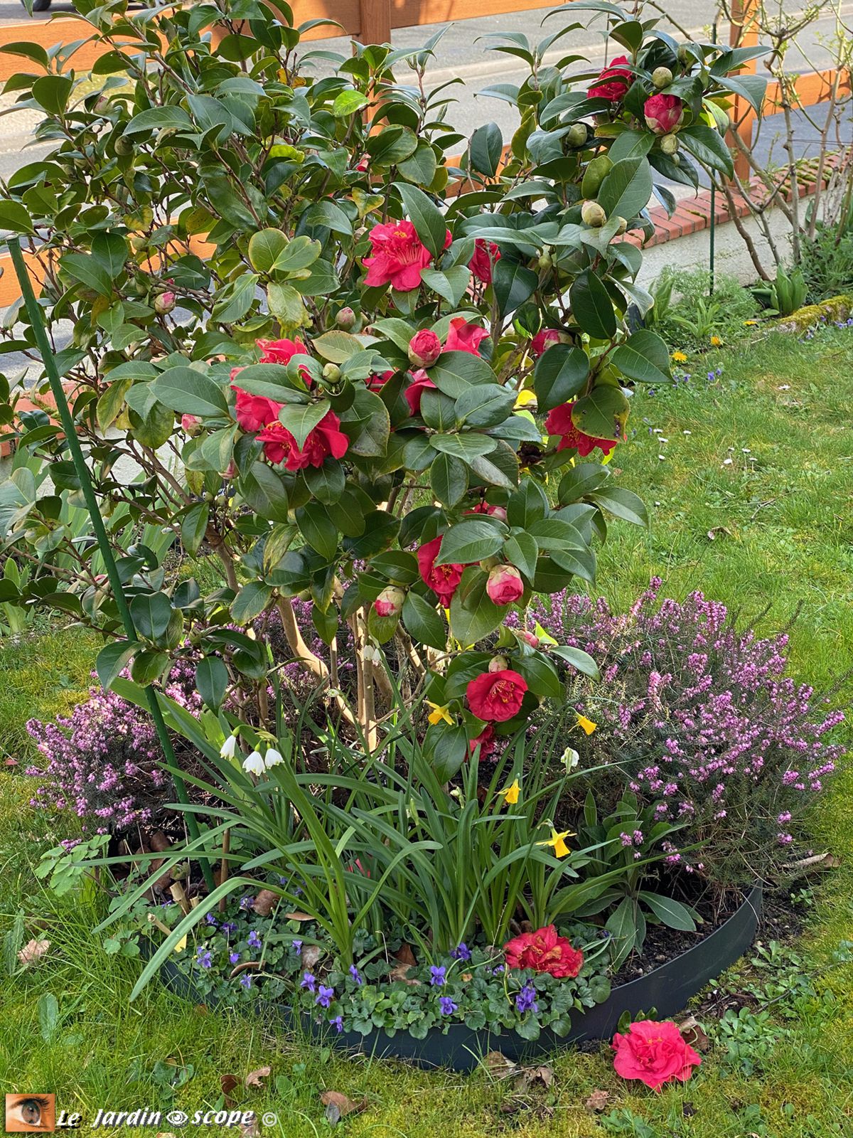 Camellia Japonica 'Crimson Glory'