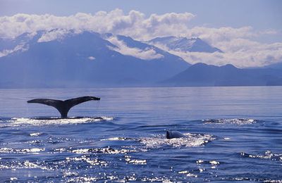 Baleines en Baie d'Alaska