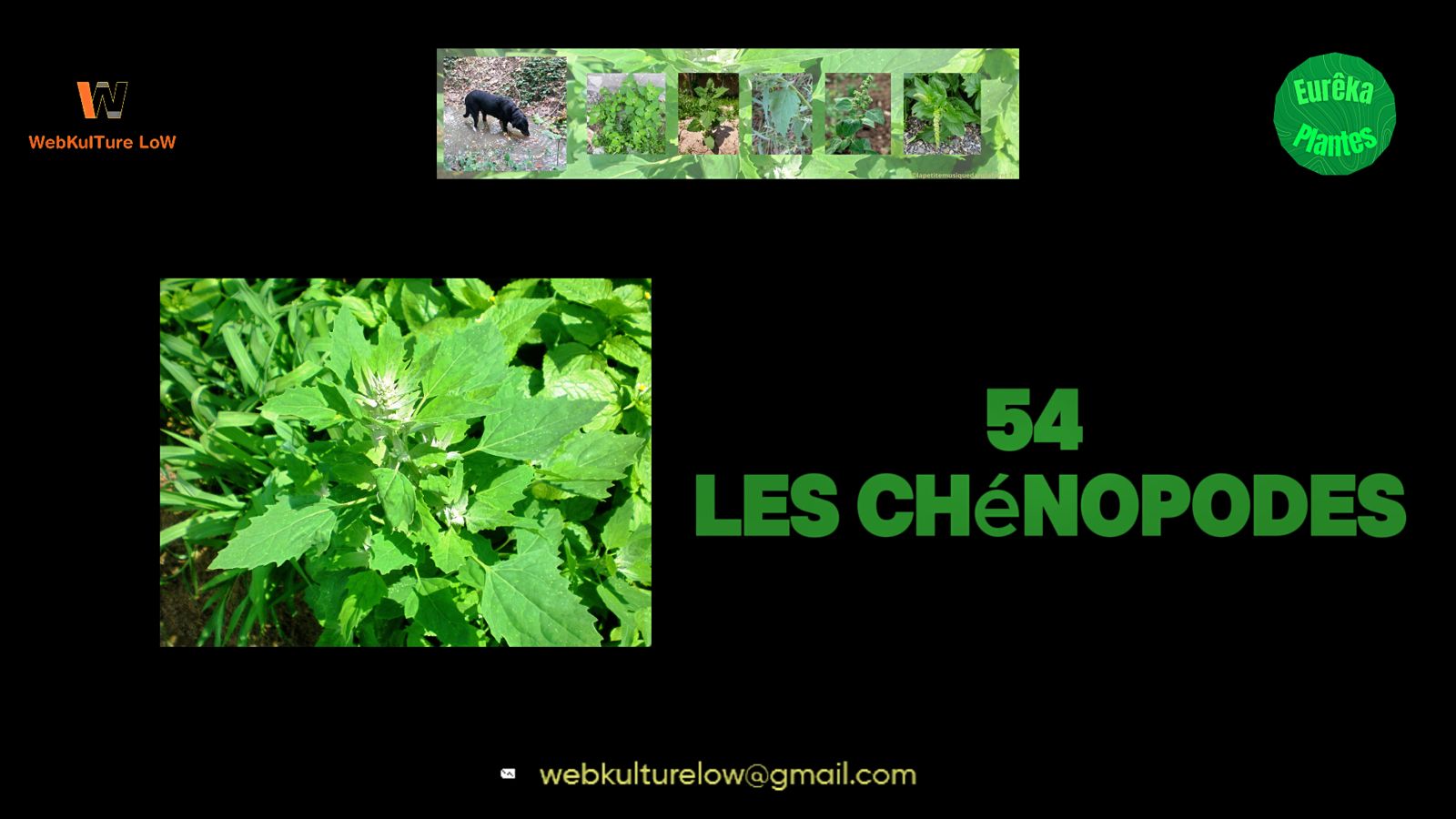 chénopode, chénopode blanc, chénopode bon-Henri, quinoa, chenopodium,