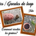 Comment récolter des graines et bouturer des mufliers / gueules de loup 🌺?