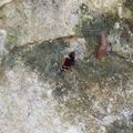 Petits oiseaux de Vacances - 2