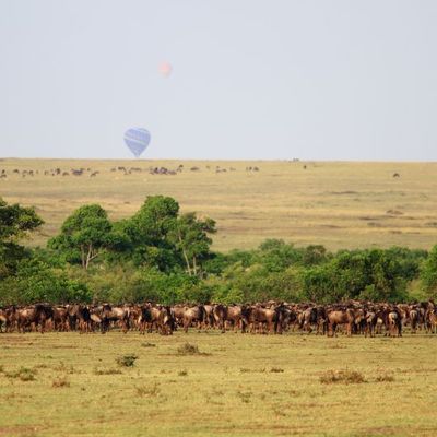 J10 : Dernier Safari à Masai Mara (30/07)