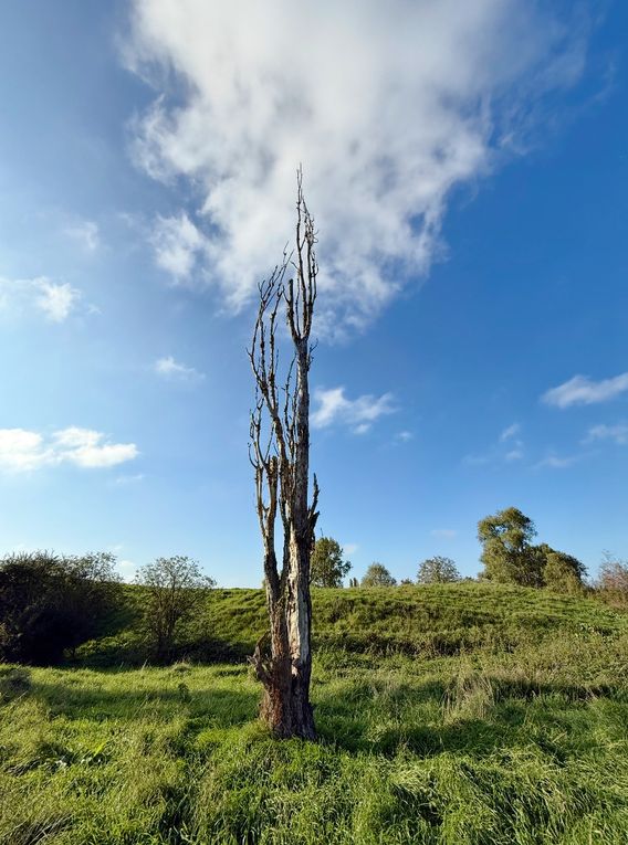 Mardi 14 octobre 2025 : j'ai fait découvrir cet Etang des Martailles (Martres d'Artière, 63430 Martres d'Artière) à Marike , nous en avons fait le tour , moi j'y viens souvent  mon diapo s'en suit , mes photos datent du 11 oct 2025