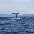 Baleines, cachalots, dauphins et otaries