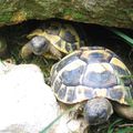 Mes tortues...