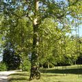 L'arbre aux échelles