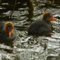 la poule d'eau et ses poussins