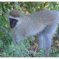 Singe vervet, parc Kruger