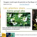 🌼 Salvia gregii alba  par Paysagiste Pays Basque. Paysagiste Landes.