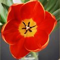 Fleurs du dimanche