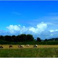 Les vaches au pâturage se placent en parallèle, en avançant dans la même direction, magnétisme animal?