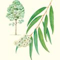 Eucalyptus Radiata: mon allié pour l'hiver!