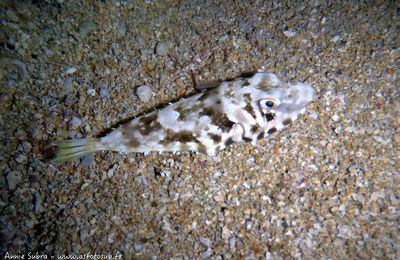 Poisson globe (Sphoeroides marmoratus)