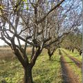 Automne dans les vignes