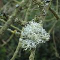 Lichen