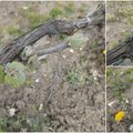 Le printemps, dans les vignes champenoises