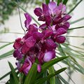 Des orchidées dans la serre aux papillons du Parc Floral d'Orléans