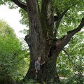  LE VIEUX TILLEUL DE LA SIETTE, une "chouette" rencontre... Commune de DONTREIX 23700. 13 octobre 2022.