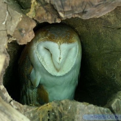 Une nuit très très chouette !