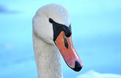 Cygne rêveur