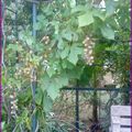 VENDANGES A LA CABANE DE HAPPY ET CLAFOUTI