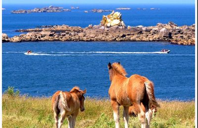 Chevaux au bord de l'eau...