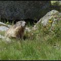 Histoire de marmotte