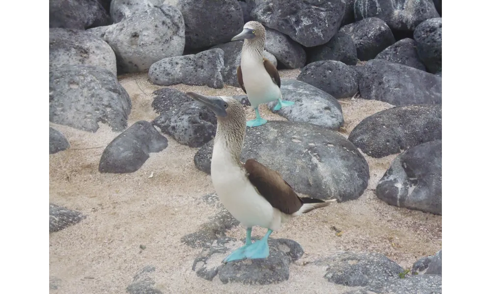 Les galapagos ou les îles enchantées.