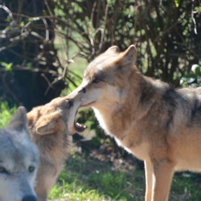 Le parc des loups du Gévaudan