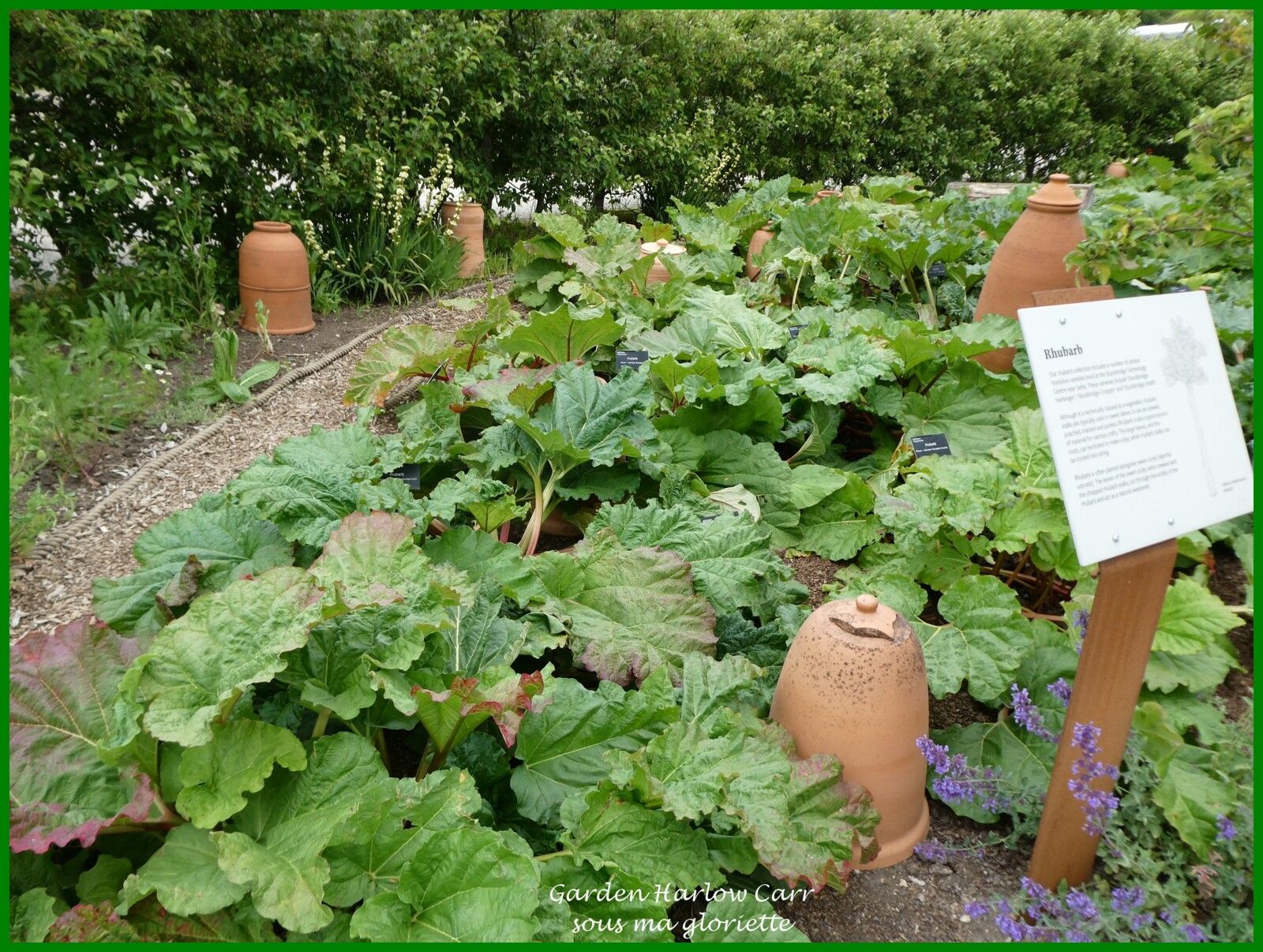 Les jardins de Harlow Carr; YORKSHIRE, Angleterre - 1ère partie/2