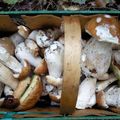 La Cueillette dont rêvent tous les amateurs de champignons