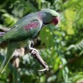 AVES - PERRUCHE Alexandre - Pisttacula Eupatria