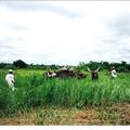 Une évaluation à mi-parcours sans complaisance du Projet National de Développement de l'Elevage de Centrafrique 1990