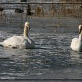 Le Lac de Bairon pris par les glaces ...