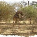 Photo du jour(242)Faune & Flore du Sénégal