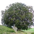 L'arbre et le rocher